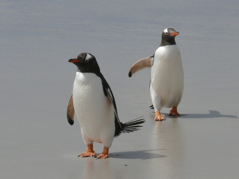 Gentoo Pinguine