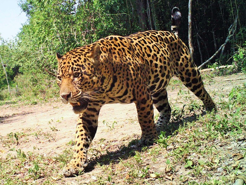 San Miguelito Jaguar Conservation Ranch