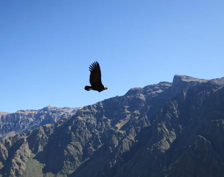 Peru - Andencondor über dem Colca-Tal