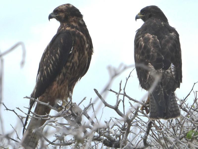 Greifvögel auf der Insel Española