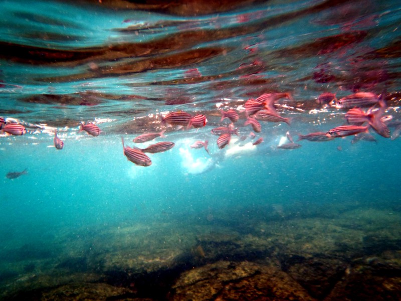 Die bunte Unterwasserwelt der Inseln