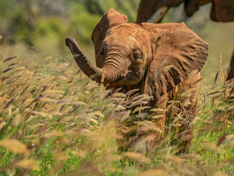 Kenya - Taita Hills