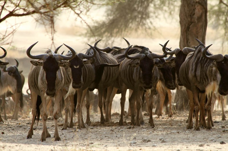 Wildebeest