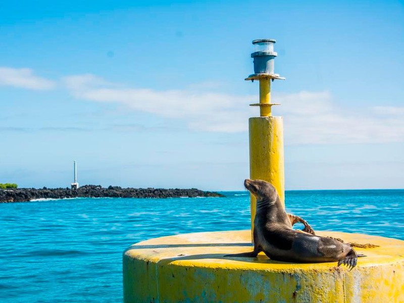 Seelöwe auf Isabela
