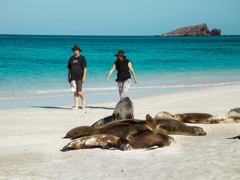 Sea lion colony on the beach Lobos