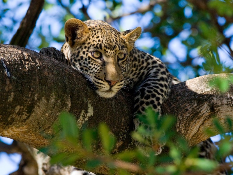 Tanzania - Leopard