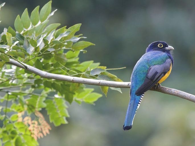 La Ensenada Lodge - Vogel