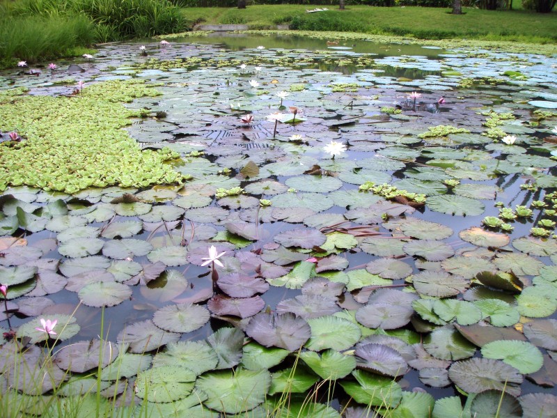 Macaw Lodge - Lagune