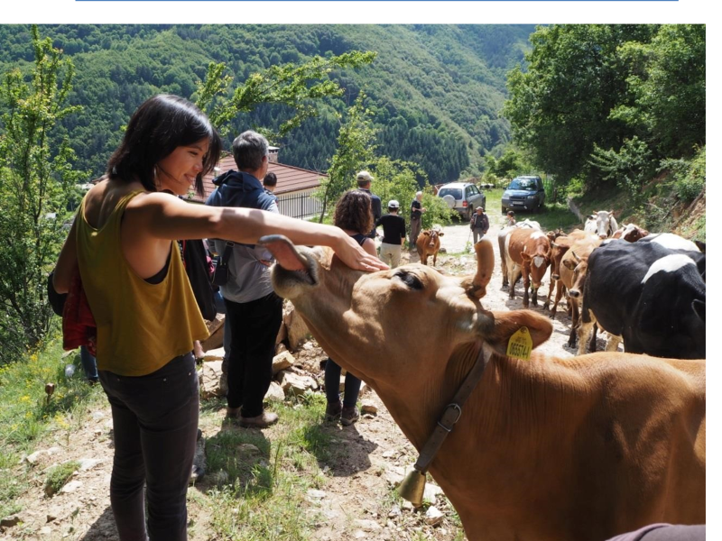 Feeding Cattle