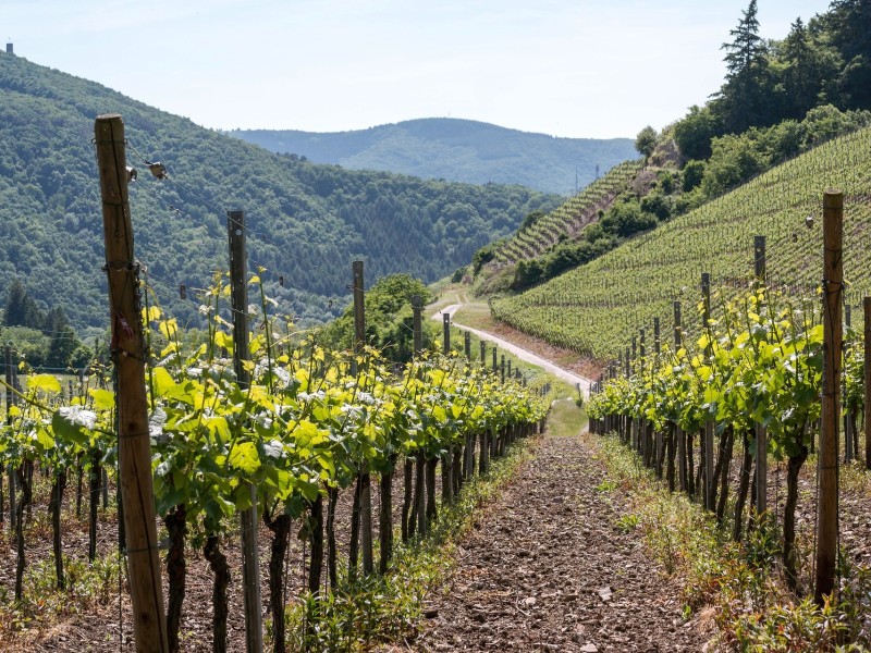 Vineyard mountains in santiago 