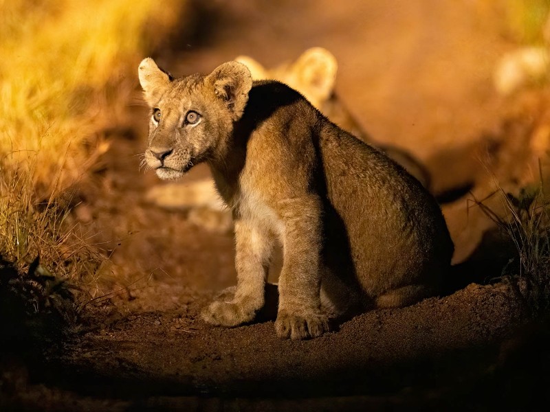 Night Game Drive