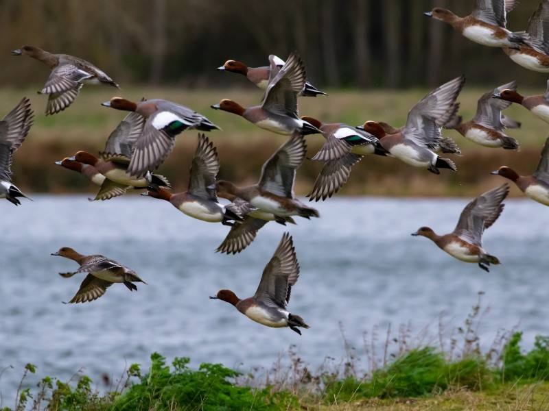 Wigeons