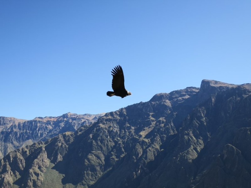 Colca Canyon Condor