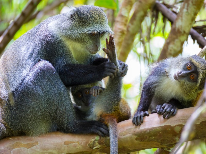 Blue Monkeys with Mother 