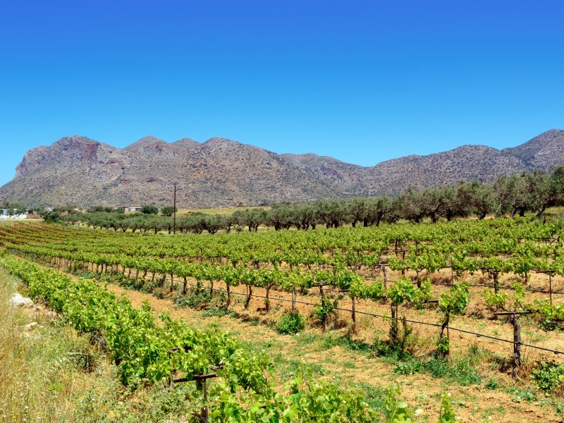 Greece - Crete - Vineyard