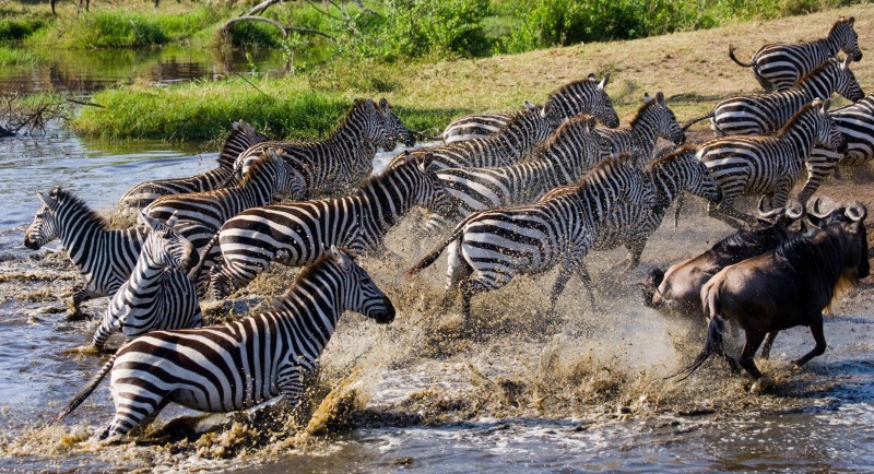 Zebra