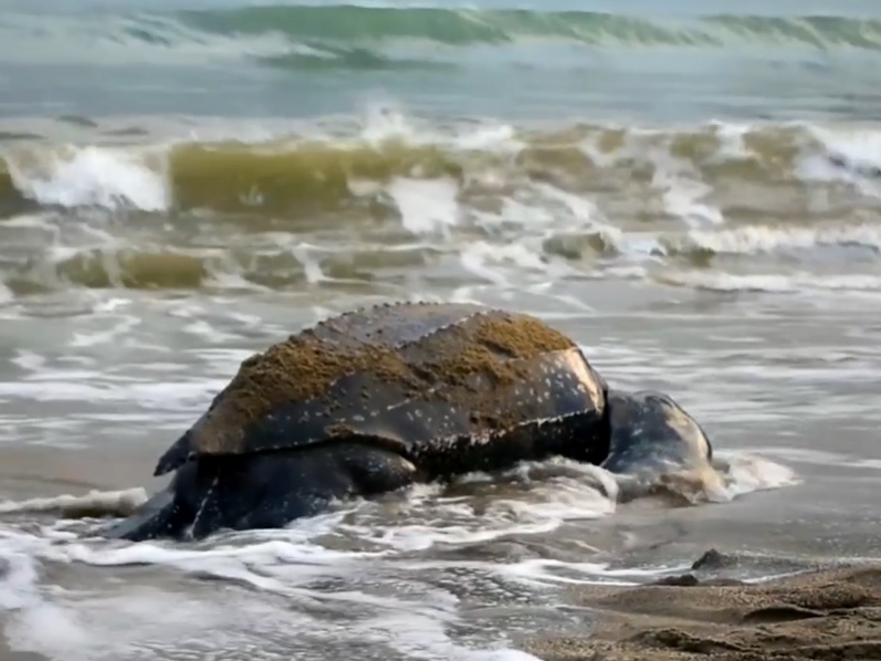 Turtle on Beach