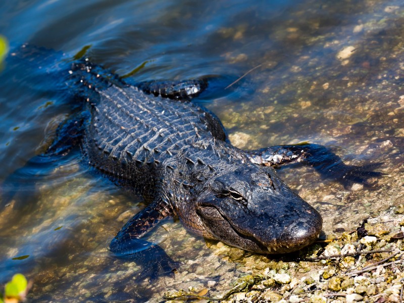USA - Florida - Everglades