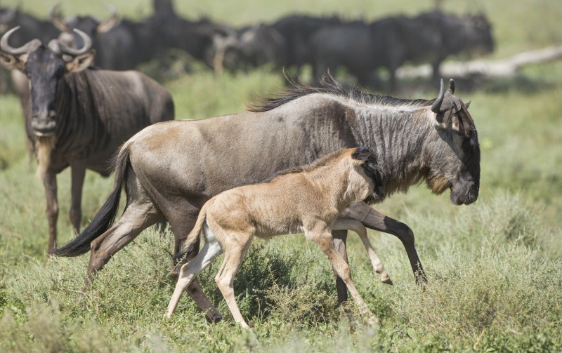 Wildebeest