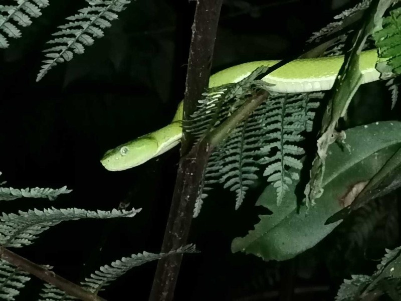 Nachtwanderung - Lanzenotter