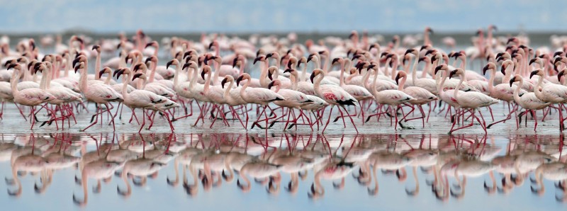 Flamingo Walk at Lake Natron