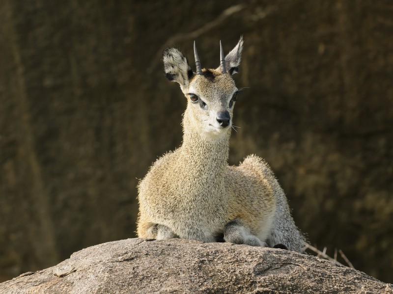 Klipspringer