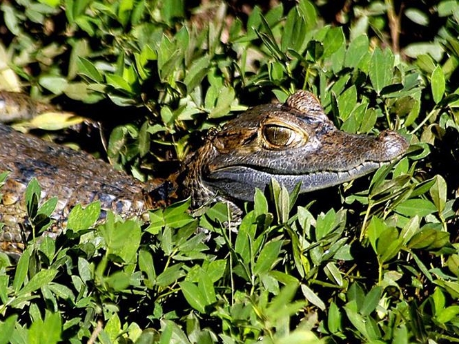 Iquitos Amazon Jungle