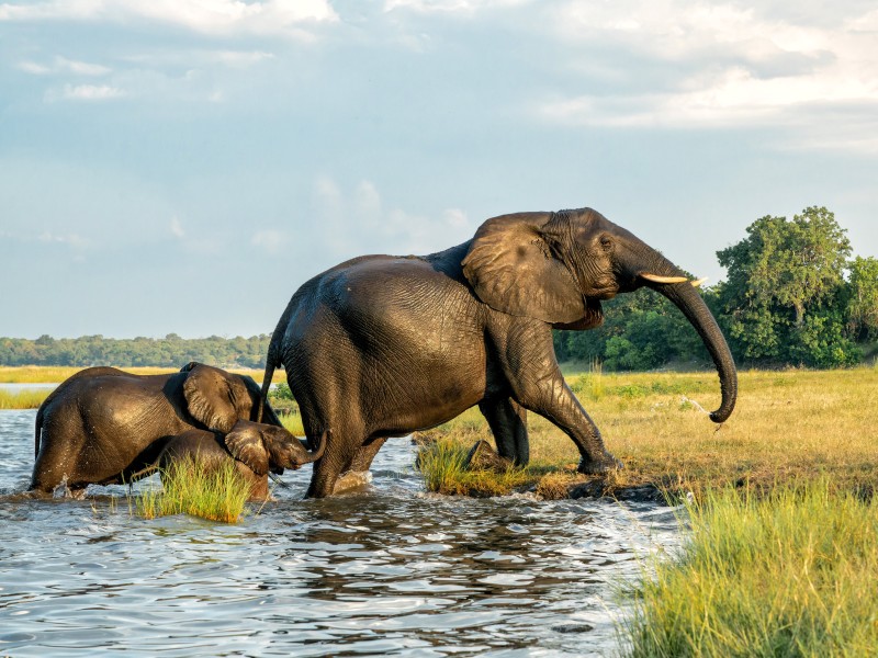 Botswana - Chobe-rivier