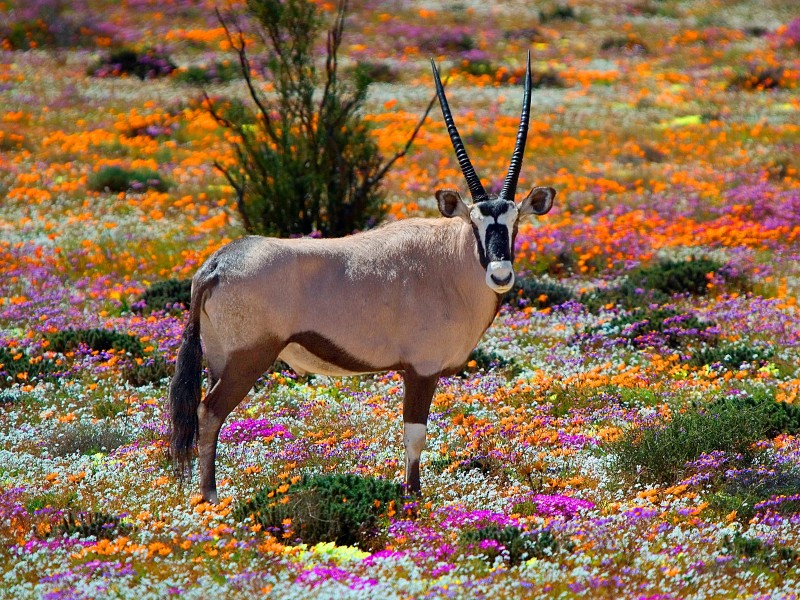 Safari von Kapstadt über Namibia und Botswana bis zu den Victoriafällen