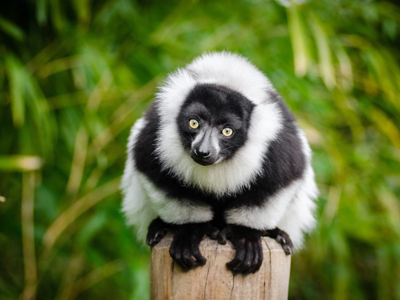 Lemur