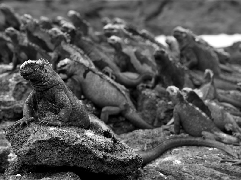 Punta Espinoza on Fernandina island