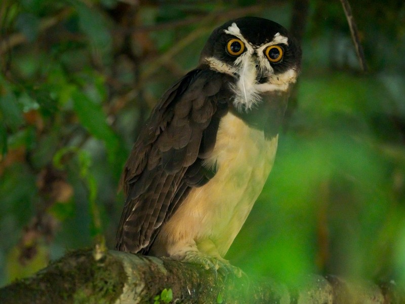 Eule im Amazonas