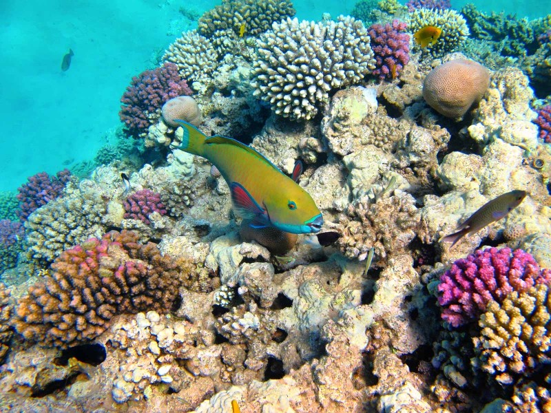 Snorkelling in Zanzibar
