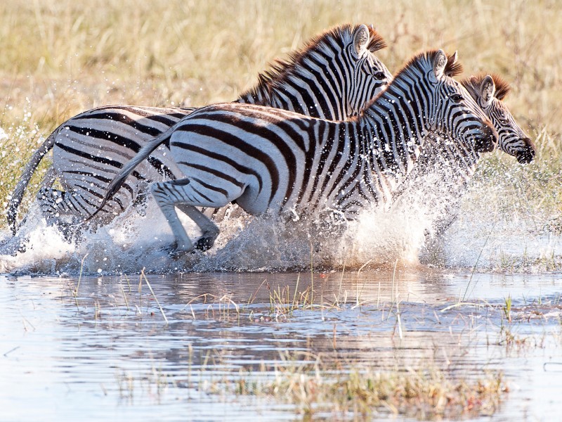 Zebra-Makgadikgadi Pans-Botswana