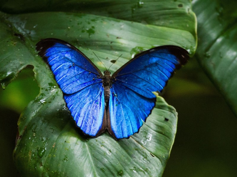 Blue Butterfly