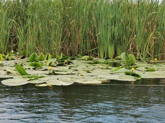 Ropotamo River Boat trip