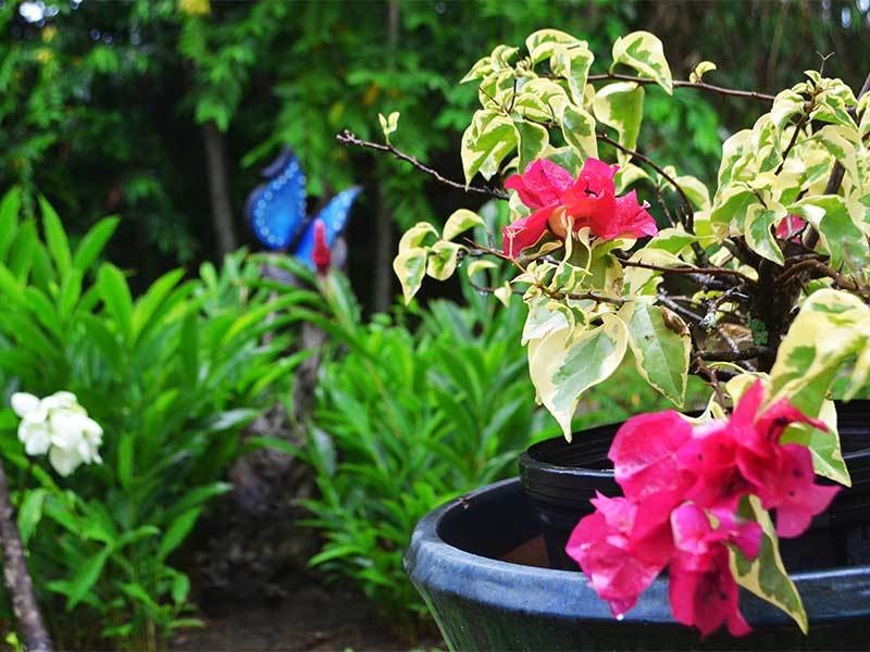 Karahe Blumen im Garten