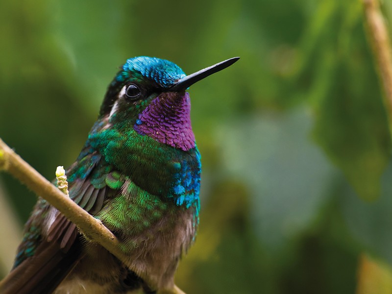 Monteverde - Kolibri
