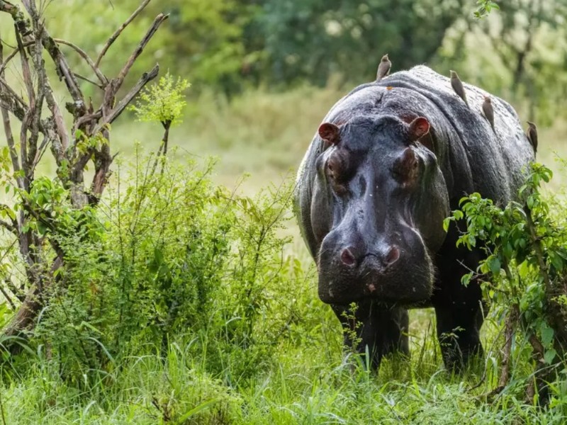 Hippos in Tanzania's river