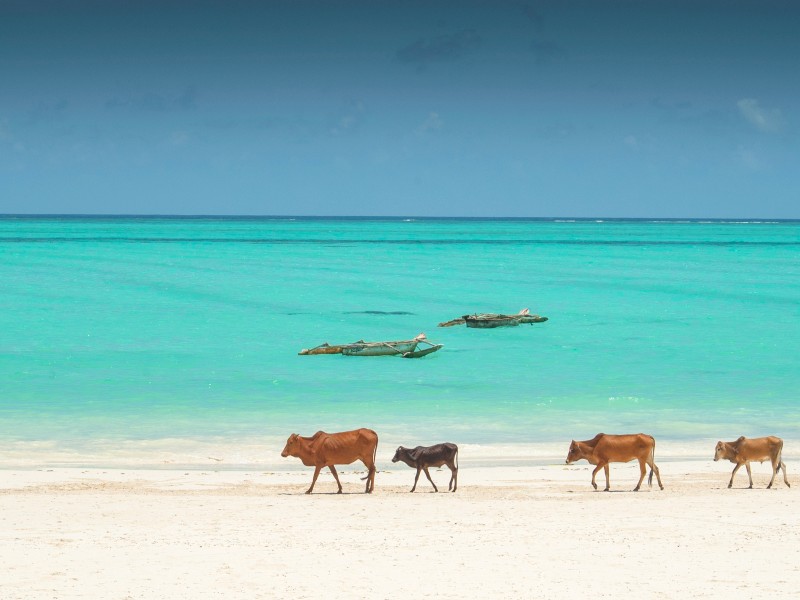 Zebu-Rinder-Sansibar-Tansania