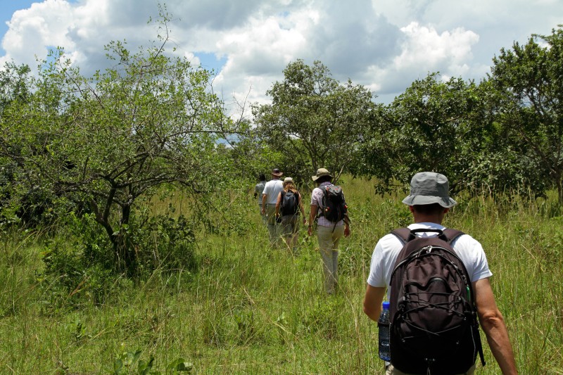 Walking Safari