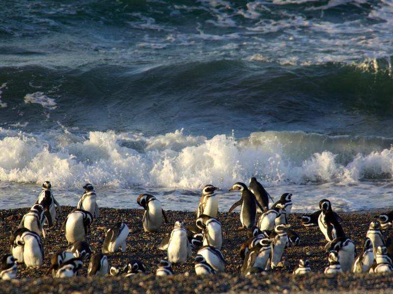 Punta Tombo Magellan Pinguine
