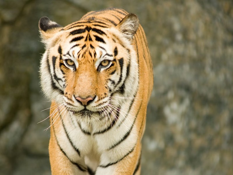 Parc national de Ranthmabore Tigre