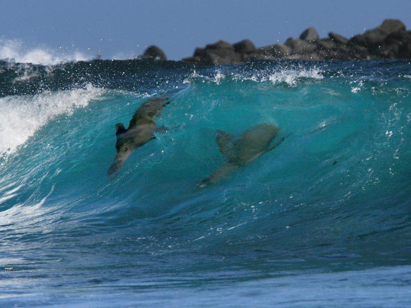Junge Seelöwen beim Wellenreiten