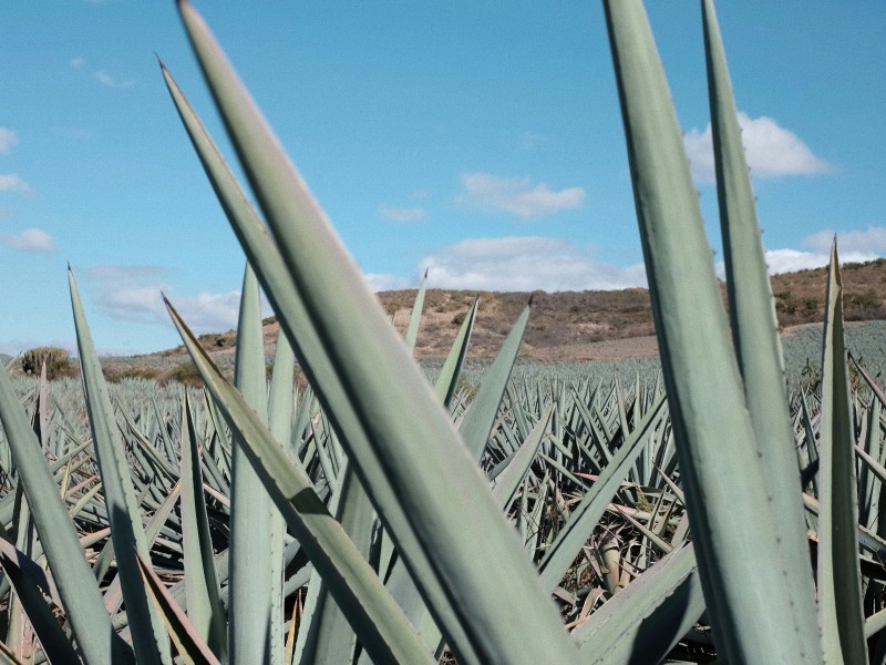 Oaxaca Artisanal Mezcal Experience