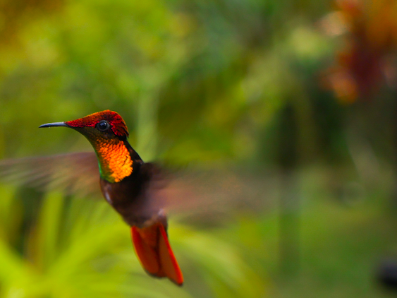 Tobago: Hummingbird