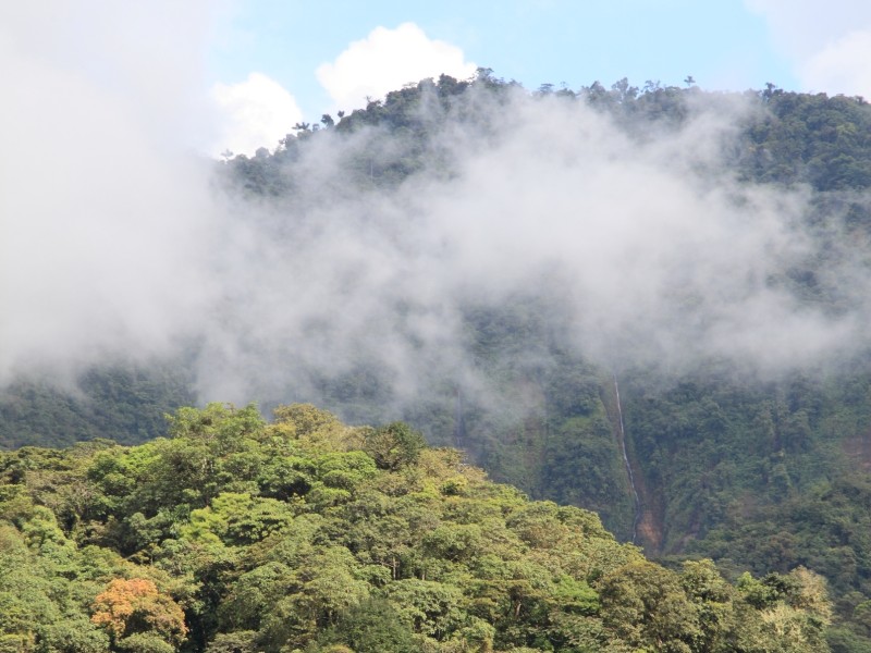 Foothills of the Rainforest