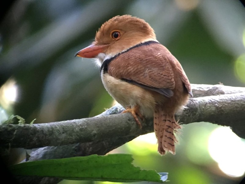 Posada Amazonas - Urwaldvogel