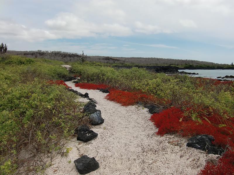 Magnificent Floreana