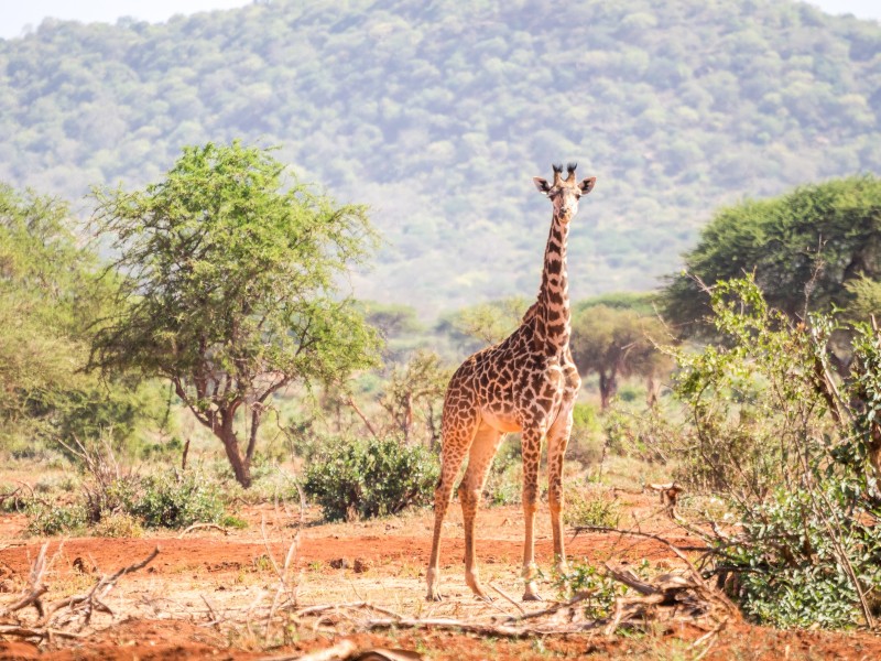 Giraffe-Tsavo West NP-Kenia